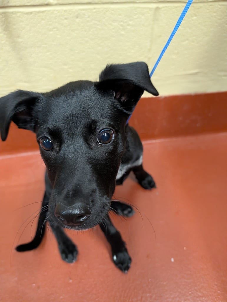 Photo of Nelly, adoptable Labrador Retriever in Douglasville, Georgia