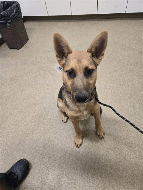Photo of Bravo, adoptable German Shepherd Dog in Santa Maria, California