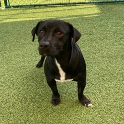 Photo of Toby 4242, adoptable Mixed Breed (Medium) in Loxahatchee, Florida
