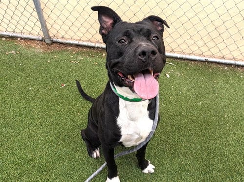 Photo of Bugatti, adoptable American Pit Bull Terrier in Phoenix, Arizona