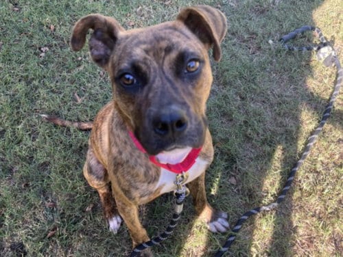Photo of Reesie, adoptable Pit Bull Terrier in Chapel Hill, North Carolina