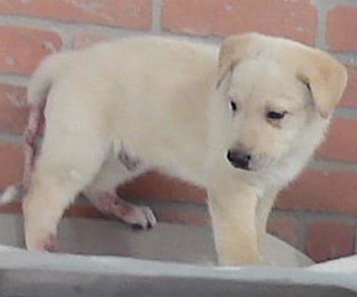 Photo of A2101917, adoptable Labrador Retriever in Houston, Texas