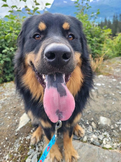 Photo of Kong, adoptable Australian Shepherd in Fairbanks, Alaska