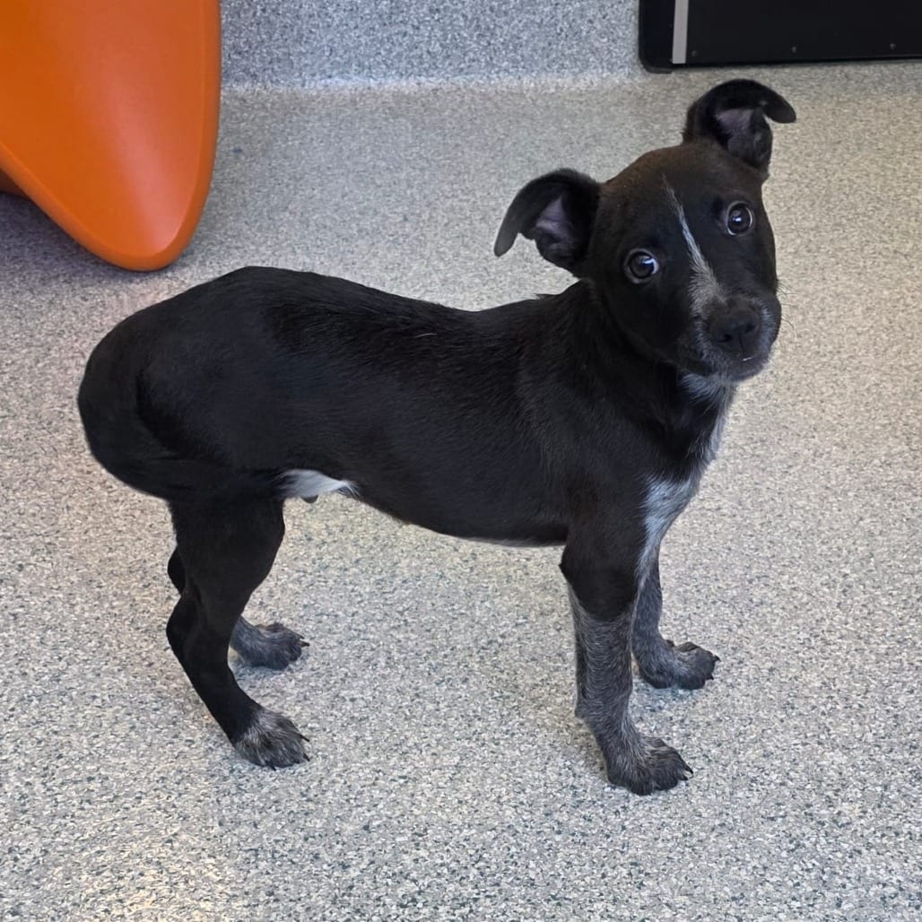Photo of Curly, adoptable Cattle Dog, Australian (Blue Heeler) in Spartanburg, South Carolina
