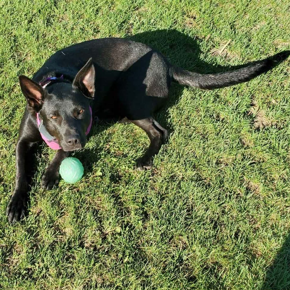 Photo of Utica, adoptable Mixed Breed (Medium) in Buffalo, Minnesota