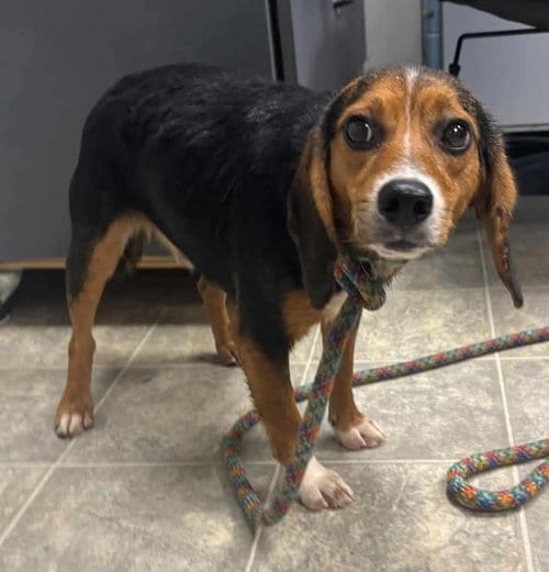 Photo of Clint - At shelter available 10/16, adoptable Beagle in Rustburg, Virginia