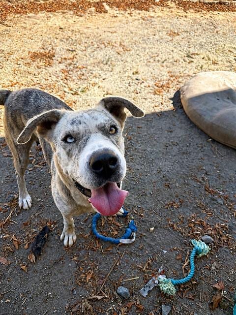 Photo of Chanel, adoptable Pit Bull Terrier in Chula Vista, California