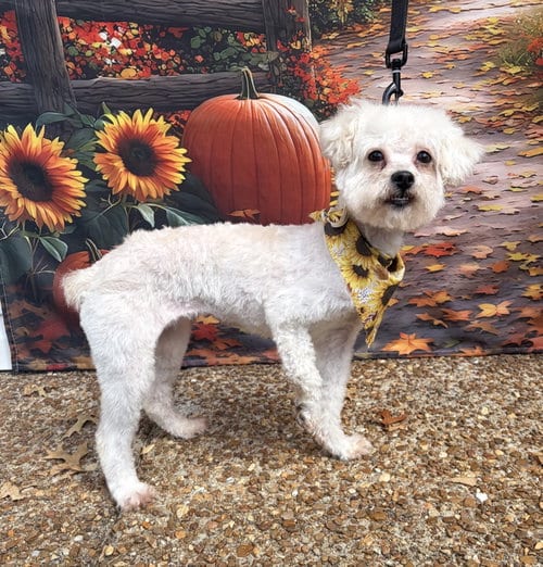 Photo of Sweet Serenity, adoptable Maltese in Sussex, New Jersey