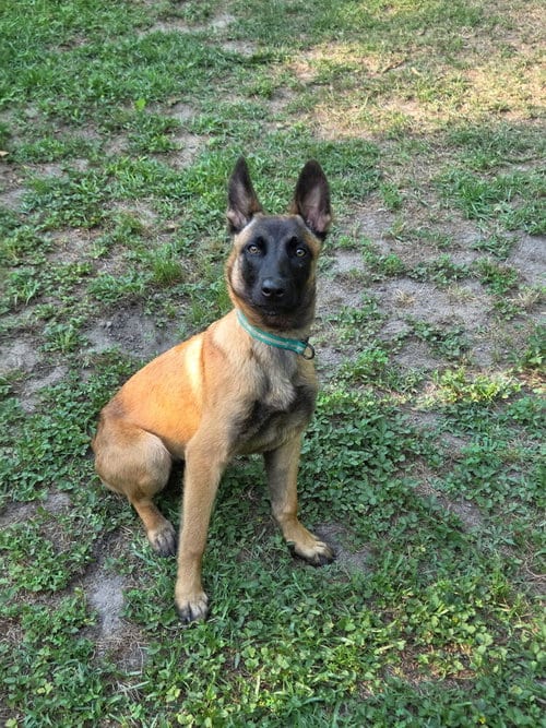 Photo of Nacho - Located in Georgia, adoptable Belgian Shepherd Malinois in Imlay City, Michigan