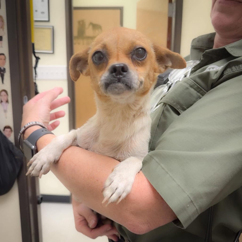 Photo of Harriet 26-09-027, adoptable Chihuahua in Bastrop, Texas