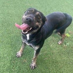Photo of Hooch 2820, adoptable Mixed Breed (Medium) in Loxahatchee, Florida