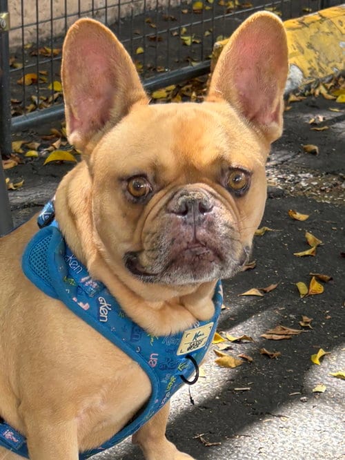 Photo of cuba, adoptable French Bulldog in Margate, Florida