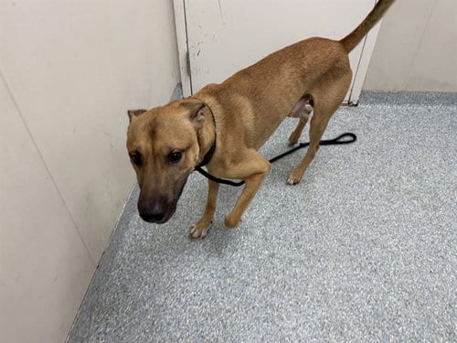 Photo of Haas, adoptable German Shepherd Dog in Garland, Texas