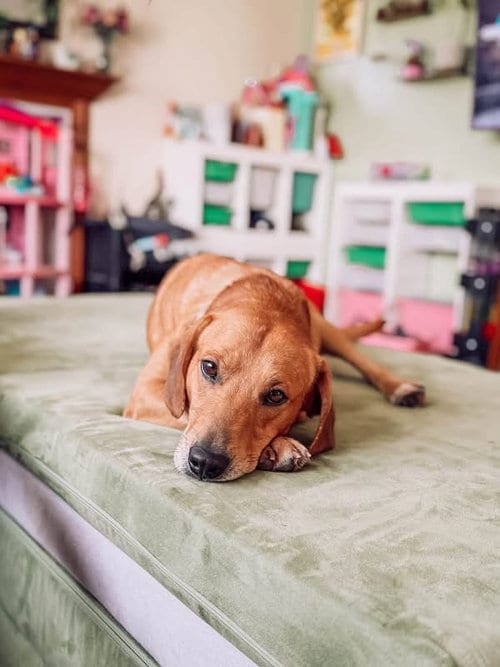 Photo of Weller, adoptable Labrador Retriever in Germantown, Ohio