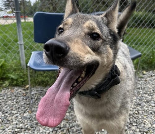 Photo of King, adoptable Husky in Anchorage, Alaska
