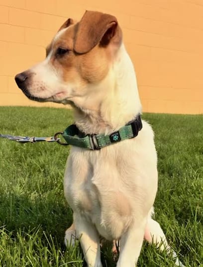 Photo of Tiki, adoptable Beagle in Brooklyn Center, Minnesota