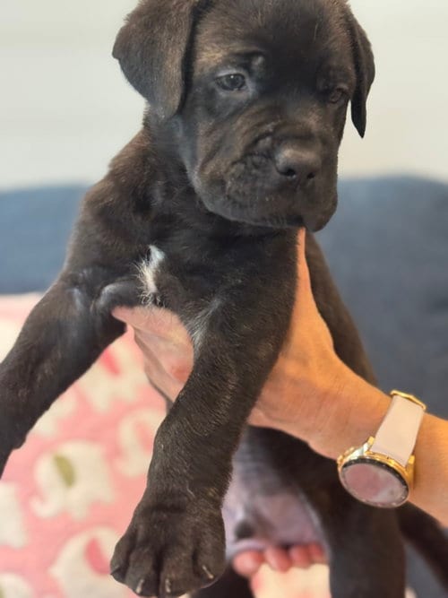 Photo of Charlotte's Puppy Tucker, adoptable Labrador Retriever in San Diego, California