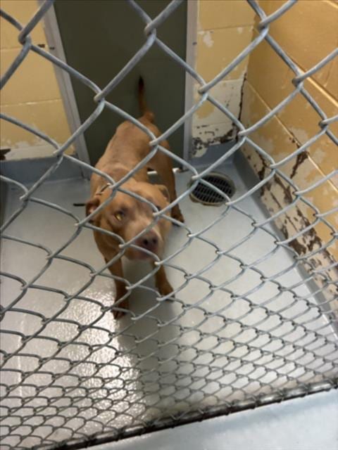 Photo of Maxwell, adoptable Pit Bull Terrier in Tulsa, Oklahoma
