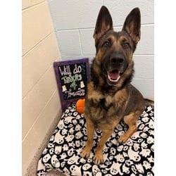 Photo of Bryant, adoptable German Shepherd Dog in Brighton, Colorado