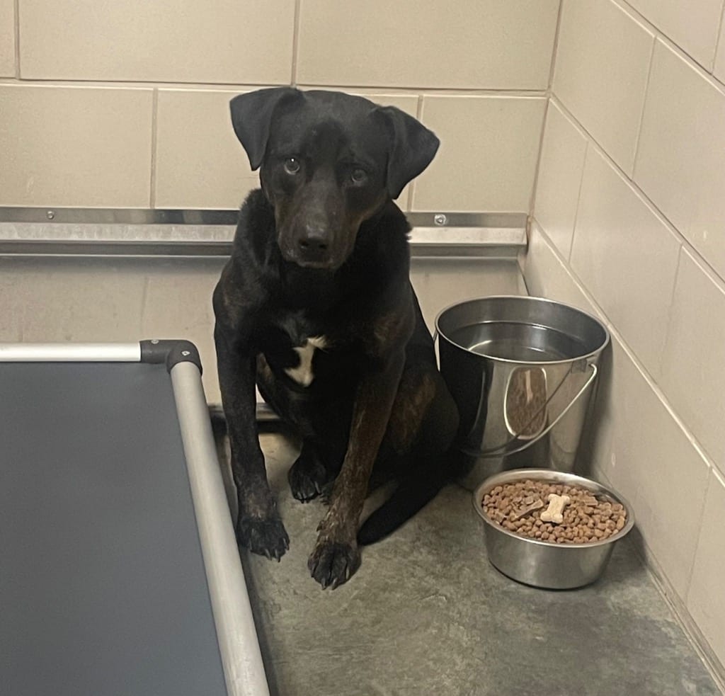 Photo of Richie Rich, adoptable Terrier in Wintersville, Ohio