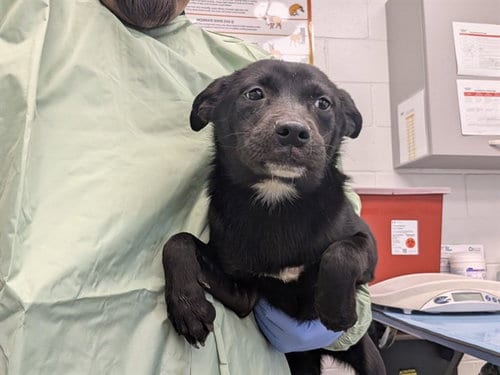 Photo of Twinkle, adoptable Labrador Retriever in Mesa, Arizona