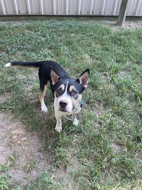 Photo of Tyko, adoptable Staffordshire Bull Terrier in Houston, Texas
