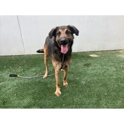 Photo of Cookie, adoptable Mixed Breed (Medium) in Chatsworth, California