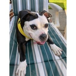 Photo of Panda Bear, adoptable Mixed Breed (Medium) in Maumee, Ohio