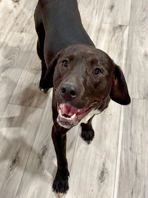 Photo of Cobra, adoptable Labrador Retriever in Brewster, New York
