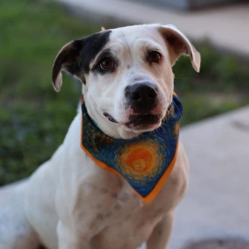 Photo of Sun, adoptable American Staffordshire Terrier in San Antonio, Texas