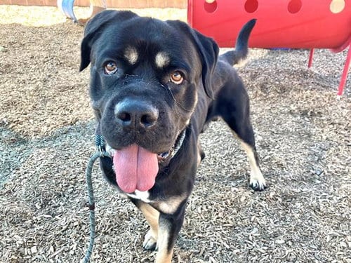 Photo of Dallas, adoptable Rottweiler in Albuquerque, New Mexico