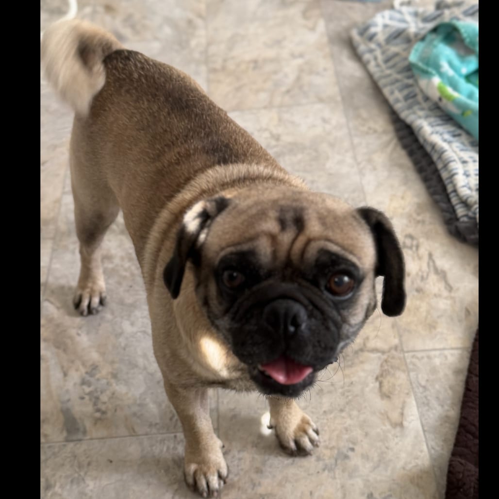 Photo of Mochi, adoptable Pug in California, California