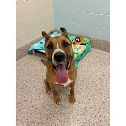 Photo of Buky, adoptable German Shepherd Dog in Brighton, Colorado