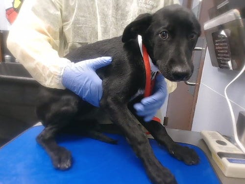 Photo of Mavis, adoptable Belgian Shepherd Malinois in Phoenix, Arizona