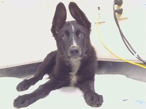 Photo of Randy, adoptable German Shepherd Dog in Sacramento, California