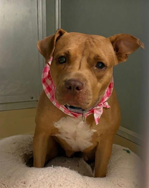 Photo of Pink, adoptable Terrier in Miami, Florida