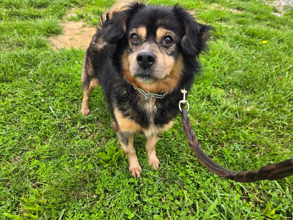 Photo of Houdini, adoptable Beagle in Linton, Indiana