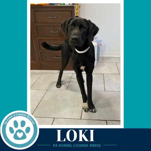 Photo of Loki (The L Train) 100326, adoptable Labrador Retriever in Kimberton, Pennsylvania