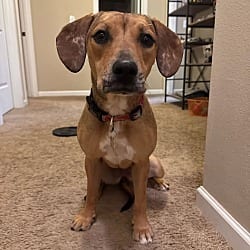 Photo of Daisy, adoptable Dachshund Chihuahua in Salem, Oregon