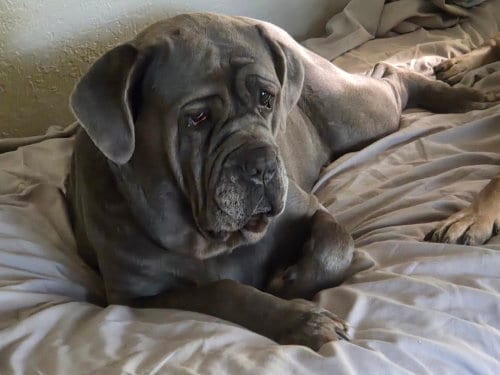 Photo of Livia, adoptable Neapolitan Mastiff in St. Charles, Missouri