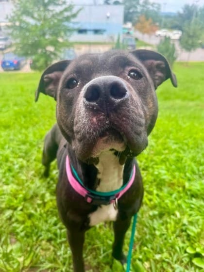 Photo of Sweetquake, adoptable dog in Baltimore, Maryland