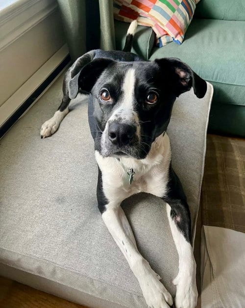 Photo of Jax, adoptable Terrier in Springdale, Pennsylvania
