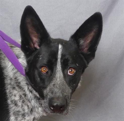 Photo of Banjo, adoptable Australian Cattle Dog/Blue Heeler in Ukiah, California