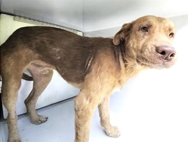 Photo of Senior Labrador Retriever mix, adoptable Labrador Retriever mix in Houston, Texas