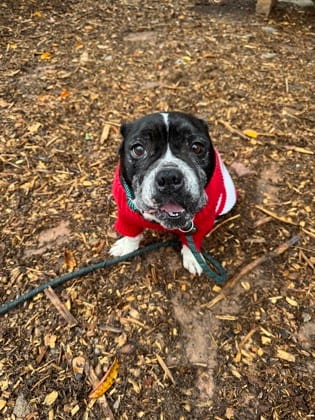 Photo of Miss Marple, adoptable dog in Chamblee, Georgia