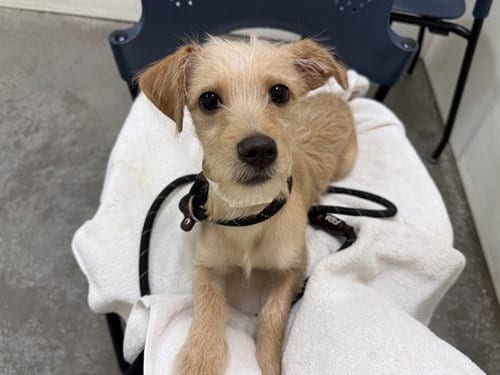 Photo of Spring Roll, adoptable Border Terrier in Phoenix, Arizona