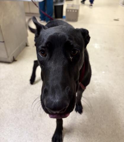 Photo of Bruce Wayne, adoptable Belgian Shepherd Malinois in Riverside, California