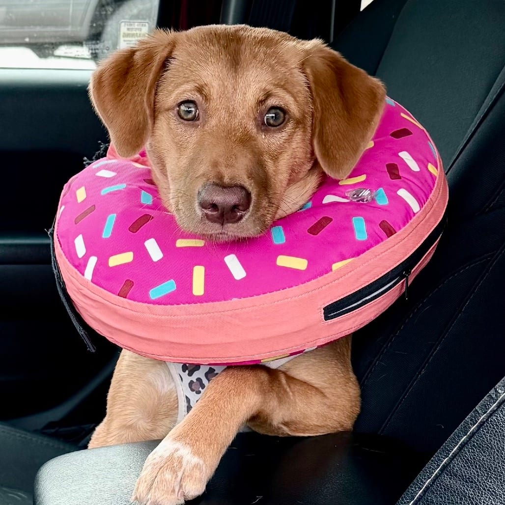 Photo of Pumpkin, adoptable Retriever, Labrador in Jefferson, New Jersey
