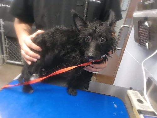 Photo of Isla, adoptable Scottish Terrier Scottie in Phoenix, Arizona