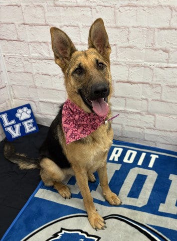 Photo of Luna Rodriguez, adoptable German Shepherd Dog in Detroit, Michigan